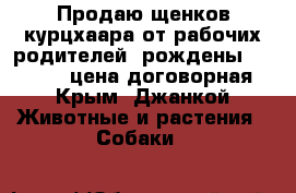 Продаю щенков курцхаара,от рабочих родителей, рождены 26.06.2017.цена договорная - Крым, Джанкой Животные и растения » Собаки   